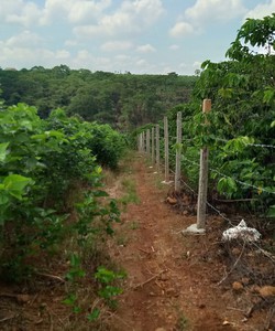 Cần tiền bán gấp 3 xào đường Khúc Thừa Dụ thôn 12 Damri Bảo Lộc.