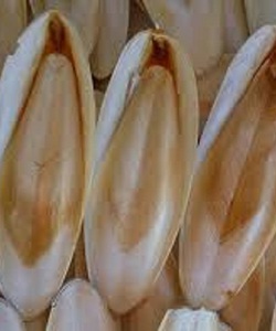 Cần thu mua mai mực số lượng lớn