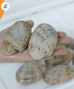 Ngao 2 cồi tươi sống giá cực tốt chỉ từ 180k/kg