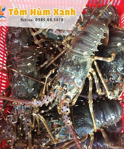 Cung cấp tôm hùm xanh tươi sống giá chỉ từ 650k/kg tại hải sản bốn mùa