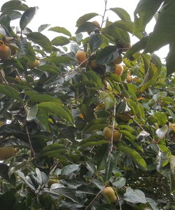 Đặc sản hồng giòn fuju Mộc Châu