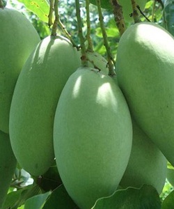 Ăn xoài có giảm béo không