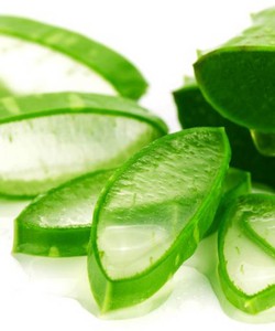 Công dụng tuyệt vời của nha đam