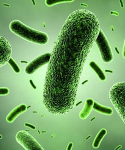 Cung cấp dung dịch Bacillus subtilis dùng sản xuất