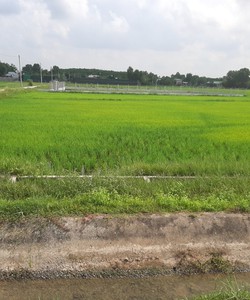 Bán đất chính chủ 1089m2 xã trung lập hạ, gần cầu đức lập, giá rẻ, sổ đầy đủ