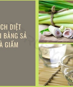 10 cách đuổi muỗi trong phòng đơn giản