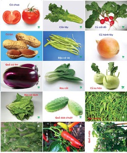 Cung cấp sỉ rau củ quả Đà Lạt