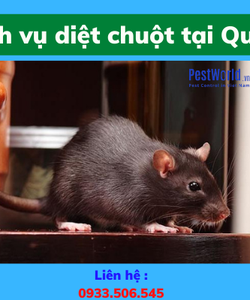 Dịch Vụ Diệt Chuột Quận 1 Tận Gốc Giá Tốt