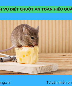 Dịch vụ diệt chuột, kiểm soát chuột an toàn hiệu quả cao