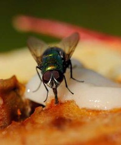 Dịch vụ diệt ruồi Top cách làm thuốc diệt ruồi giá rẻ