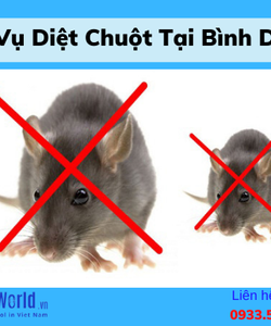 Dịch vụ diệt chuột tại Bình Dương