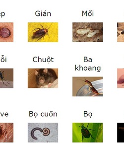 Công ty diệt côn trùng tại nhà