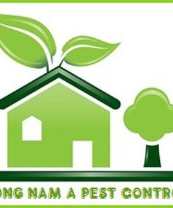 Công ty diệt mối uy tín giá rẻ tại TPHCM