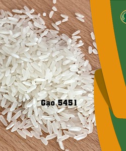 Gạo ngon 5451 tốt cho người tiêu dùng