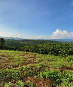 Chính Chủ bán 4,3 sào đất view Đồi núi săn Mây rất đẹp gần Thác Dambri Bảo Lộc