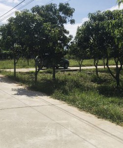Sở hữu ngay lô đất trồng cây lâu năm tại xã Bình Lộc, Diên Khánh giá hạt dẻ