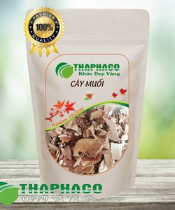 Cây muối là gì mua cây muối ở đâu