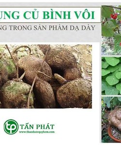 Củ bình vôi an toàn chất lượng hiệu quả tại nhà