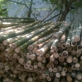 Cọc tre xây dựng mua sắm online 