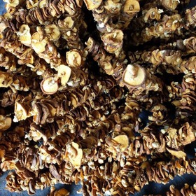 Nấm hương rừng mua sắm online 