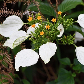 Cao khô bướm bạc mua sắm online 