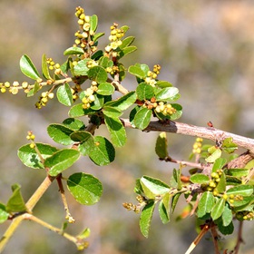 Cao khô Canh châu mua sắm online 