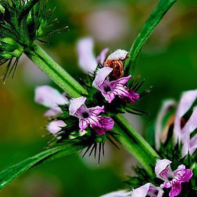 Cao khô ích mẫu mua sắm online 