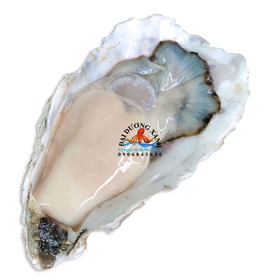Hàu Nhật Bản chất lượng giá tốt tại Tp Hồ Chí Minh mua sắm online 