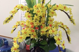 Hoa lan vàng bình đen để bàn 