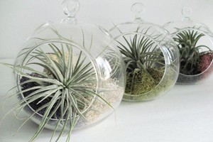 BT02 - Bình thủy tinh 3 lỗ 12cm