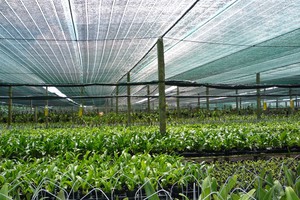 Lưới che nắng Thái Lan bền, đẹp, giá rẻ