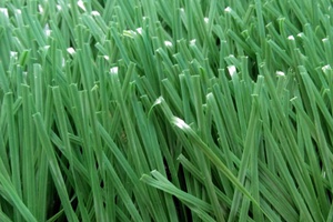 cỏ nhân tạo