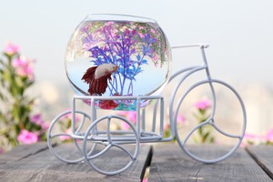 Bể cá mini xe đạp