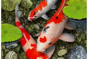 tranh gạch men 3d các chép hoa sen - 89kl.