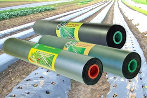 Màng phủ nông nghiệp cao cấp, màng phủ nông nghiệp loại 1