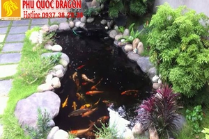 Dịch vụ vệ sinh hồ cá - chữa bệnh cá Koi chuyên nghiệp