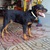 tphcm bán rottweiler đực 5 tháng nặng 35kg dòng đại 