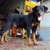 tphcm bán rottweiler đực 5 tháng nặng 35kg dòng đại 