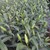 Hoa Lily Tết 2015