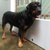 tphcm bán chó rottweiler đực con răm bô 15 tháng 