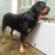 tphcm bán chó rottweiler đực con răm bô 15 tháng 