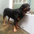 tphcm bán chó rottweiler đực con răm bô 15 tháng 