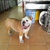 tphcm bán chó bulldog cái của anh đẻ một lứa 