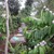 Mat-ong-hoa-ca-phe-nguyen-chat-100-0975860286