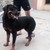 Bán Chó Rottweiler 7 tháng tuổi giá hạt rẻ