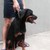 Bán Chó Rottweiler 7 tháng tuổi giá hạt rẻ