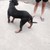 Bán Chó Rottweiler 7 tháng tuổi giá hạt rẻ