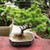 Cây thông trắng Nhật Bản - Bonsai