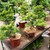 Cây thông trắng Nhật Bản - Bonsai