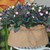 Bình hoa nụ corsage 